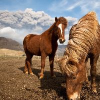 Iceland's famous horses