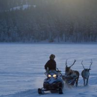 Reindeer and snowmobile