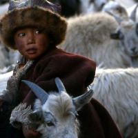 Boy with sheep, Tibet, China